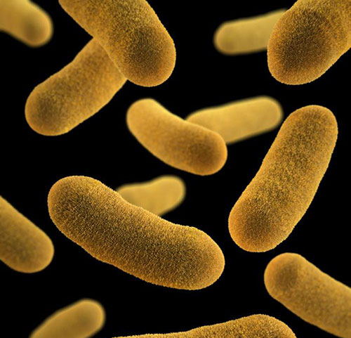 Adhs Foodborne Diseases Shiga Toxin Producing E Coli Stec