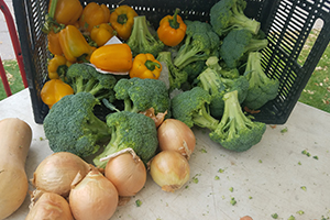 farmers' markets
